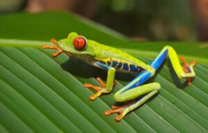 Best Frogs For Paludarium