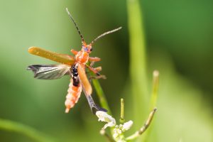 Best Insecticide For Common Red Soldier Beetle