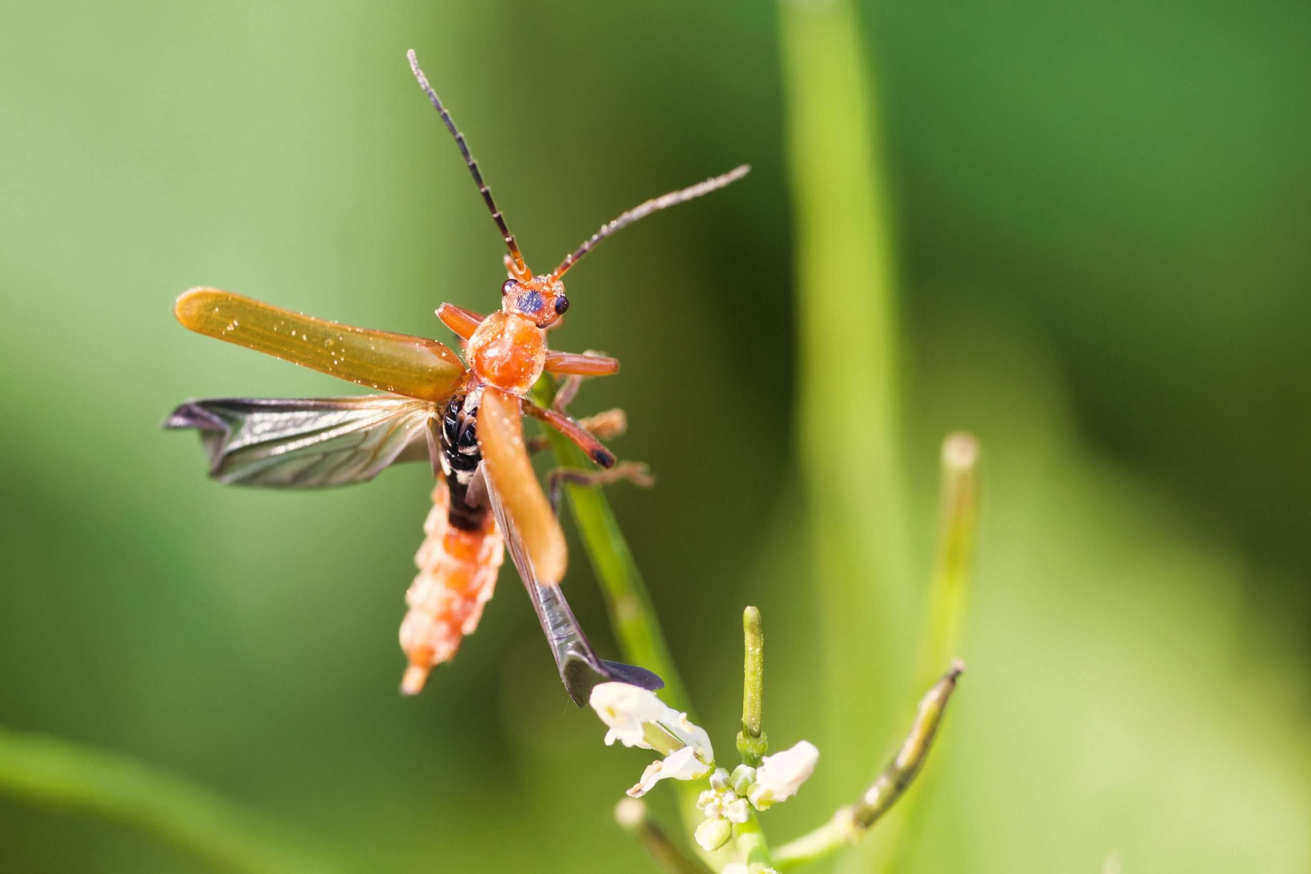 Best Insecticide For Common Red Soldier Beetle