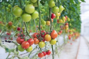 Best Insecticide For Tomato Pinworm