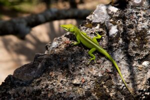 Best Lizards For A Paludarium