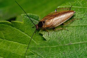 Best Roach Killer For Apartments