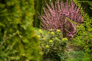 List Of Invasive Plants In Maryland