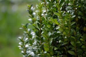 Best Fertilizer For Green Velvet Boxwood 