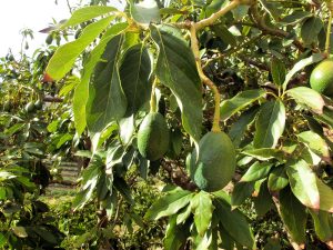 Best Insecticide For Avocado Thrips 