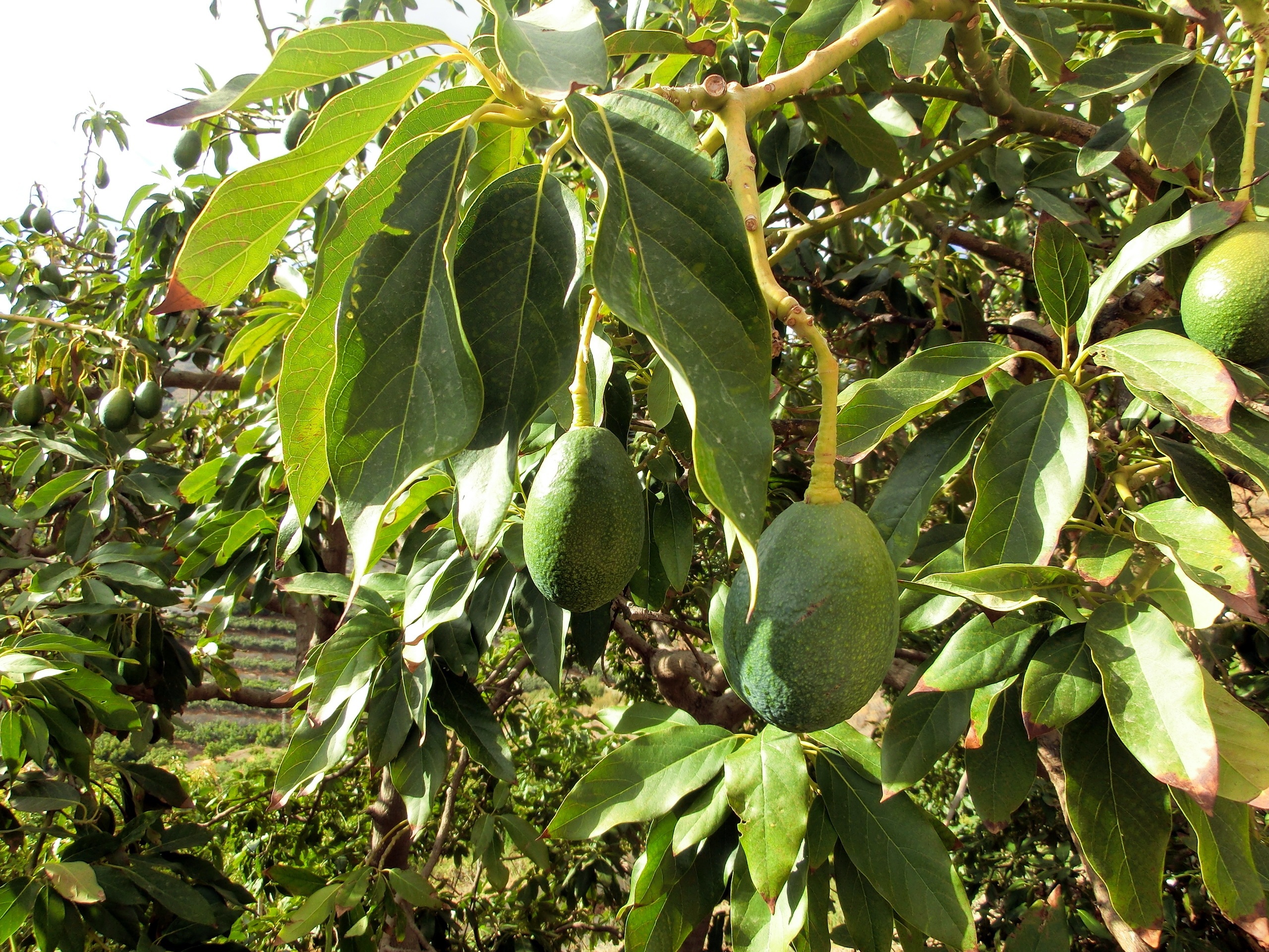 Best Insecticide For Avocado Thrips