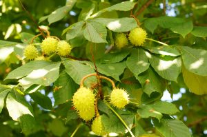 Best Fertilizer For Chestnut Trees