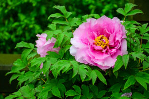 Best Shrubs That Look Good All Year Round In The UK