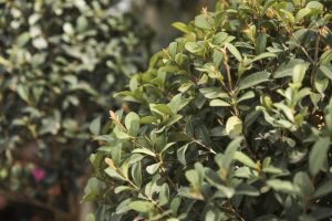 Best Bushes For Midwest Climate