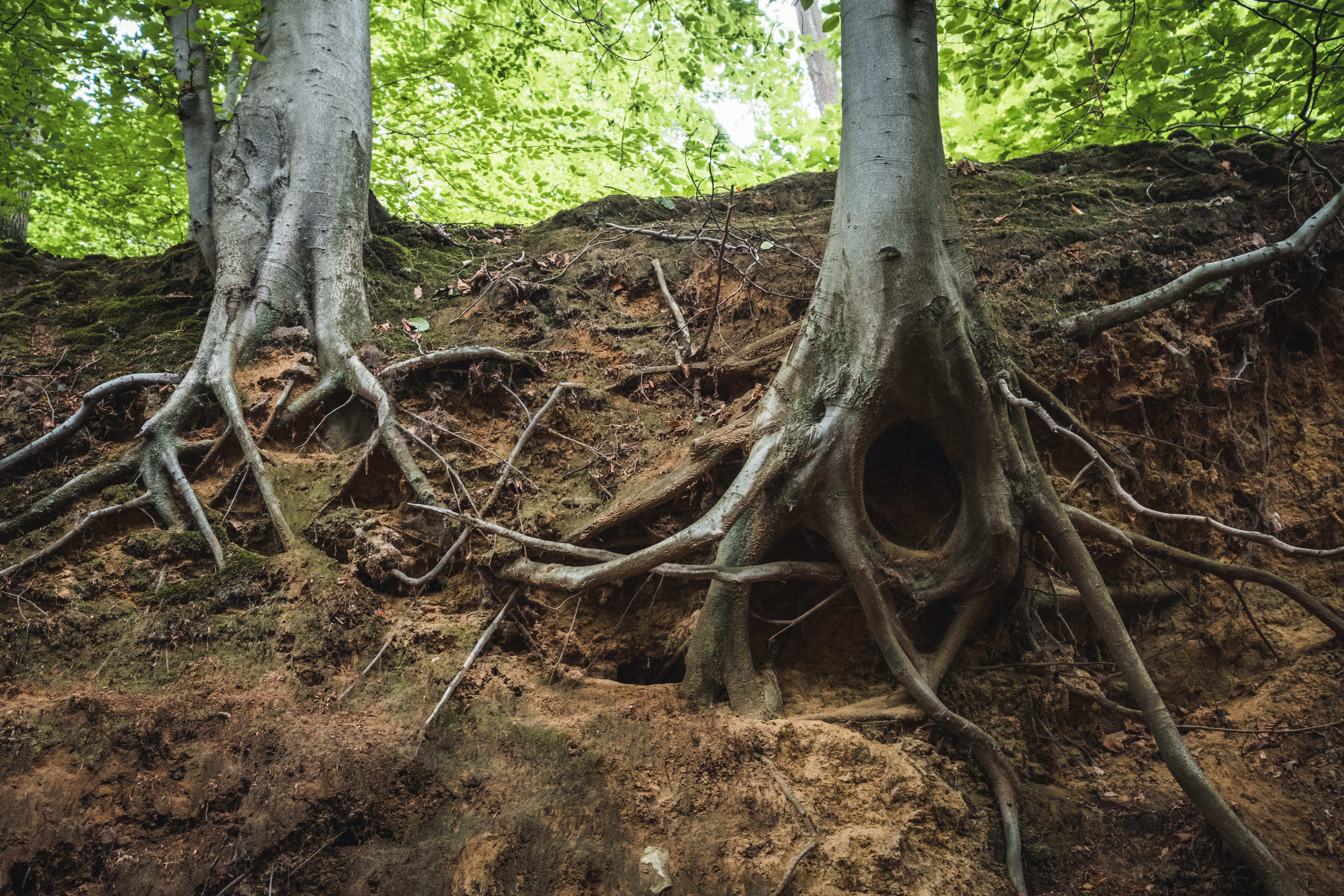 Landscaping Around Exposed Tree Roots Ideas