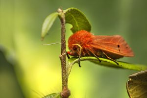 Best Insecticide For Ruby Tiger Moth 