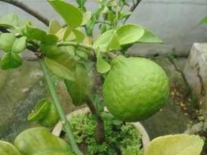 Best Fertilizer For Kaffir Lime 
