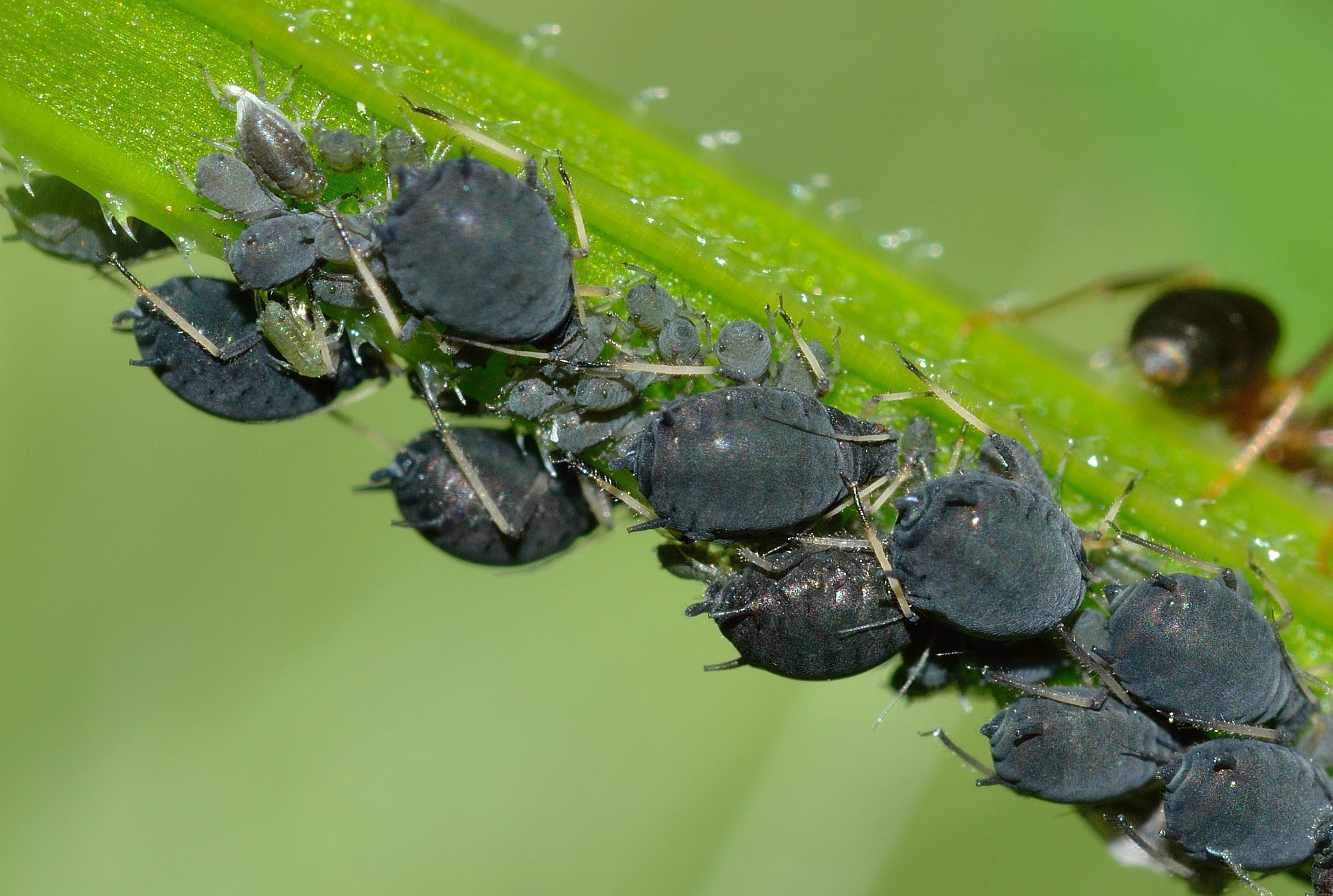 Best Insecticide For Black Bean Aphid