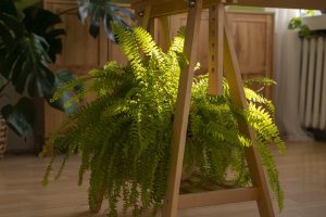 Best Growing Conditions For Ferns