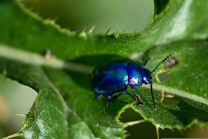 Best Insecticide For Blue Mint Beetle 