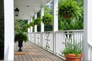 Best Fertilizer For Hanging Ferns 