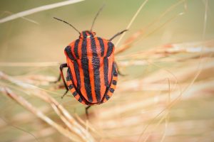 Best Insecticide For European Striped Shield Bug