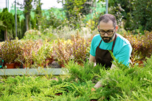 Best Affordable Lawn Care Memphis Tn 