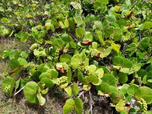 Why Are My Sea Grape Leaves Turning Brown?