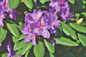 Best Growing Conditions For Rhododendrons