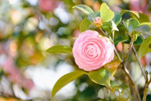 Best Bushes For Windy Prairie Climates