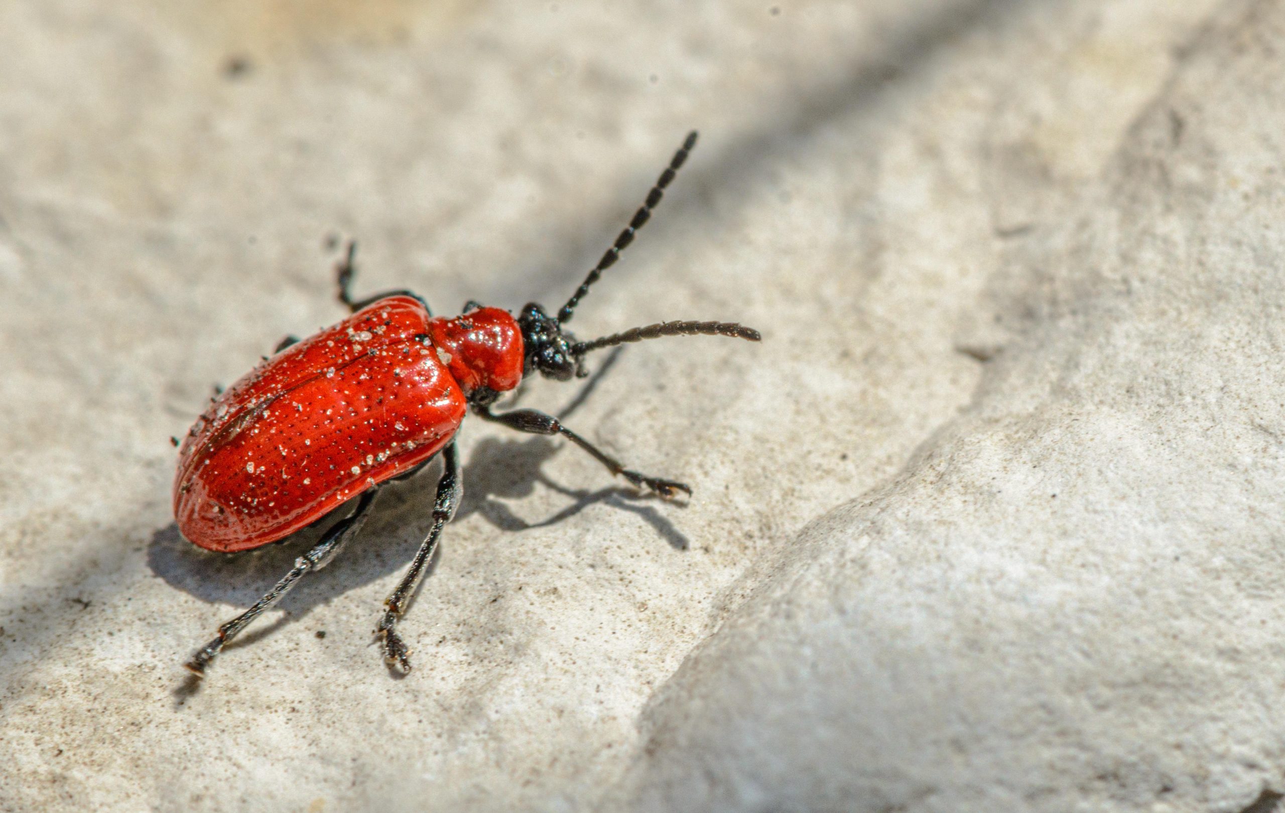 Best Insecticides For Scarlet Lily Beetle
