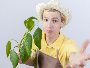 How To Revive A Plant With Crispy Leaves?
