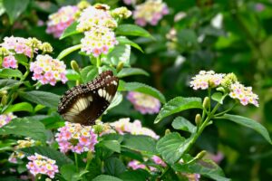 Best Plants For Full Sun In Florida