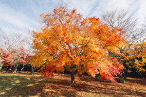 Best Trees For City Yards