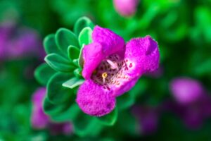Best Plants For South Texas