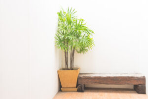 Best Plants For Bathroom Without Window