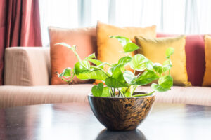Best Plants For Inside