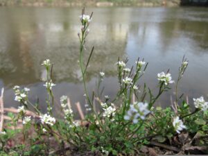 Weeds That Shoot Seeds When Touched 