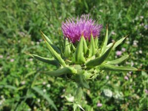 Noxious Weeds With Purple Flowers
