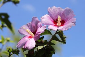 Best Fertilizer For Rose Of Sharon Tree