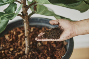 Best Mulch For Winter Protection