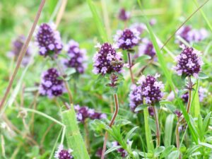 Best Plants For Shed Roof