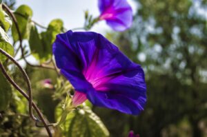 Invasive Vine With Blue Flowers