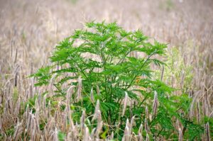 Weeds That Look Like Weed