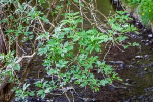 Weeds With 5 Leaves
