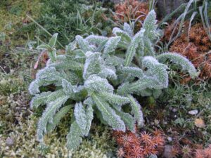 Weeds With Fuzzy Leaves