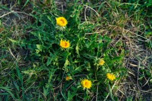 Weeds With Jagged Leaves