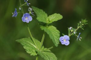 Weeds With Little Blue Flowers