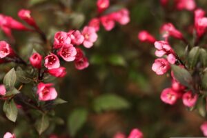Best Fertilizer For Weigela