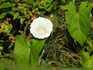 Weeds With Arrow Shaped Leaves