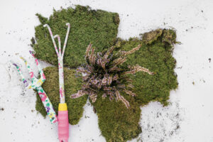 Best Moss For Container Gardening