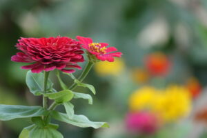 Best Fertilizer For Zinnias And Dahlias