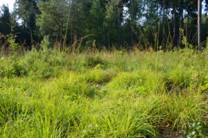 Best Grass For High Traffic