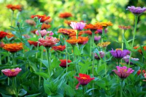 Best Fertilizer For Annual Flowers