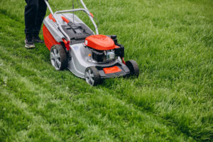 Best Grass For North Florida